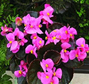 бегония вечноцветущая (бронзовая листва) begonia sempreflorens